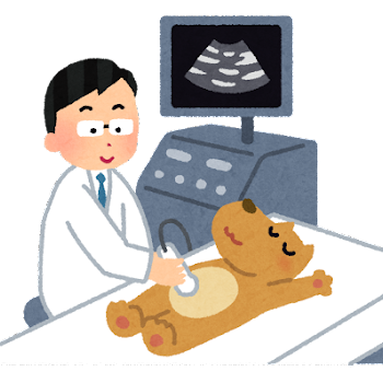 わんちゃん、猫ちゃんの健康診断の詳しい内容 ~エコー検査 | コラム