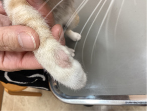 猫ちゃんに多い病気～皮膚炎～
