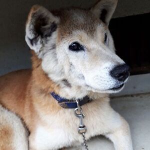 シニア期を迎えたわんちゃん猫ちゃんの健康管理法