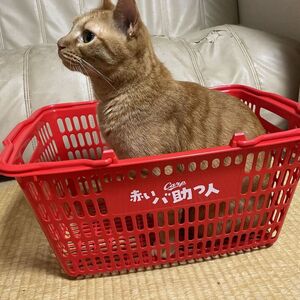 猫の肥満は危険！ダイエットをオススメします！