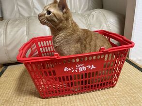 猫の肥満は危険！ダイエットをオススメします！