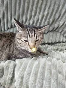 猫風邪とは？？