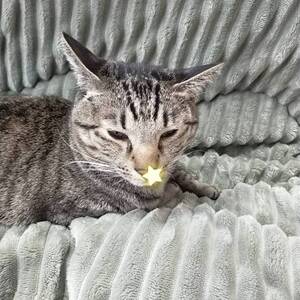 猫風邪とは？？