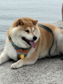 柴犬ちゃんのダイエット経過！