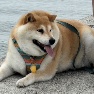 柴犬ちゃんのダイエット経過！