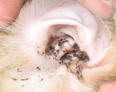 ねこちゃんの耳から真っ黒な耳垢が コラム 広島県東広島市のさくらペットクリニック 犬 猫の動物病院