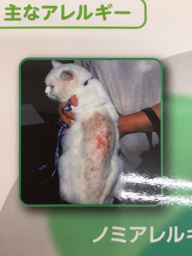 ノミは刺される痒み以外にも アレルギーの原因にもなります コラム 広島県東広島市のさくらペットクリニック 犬 猫の動物病院